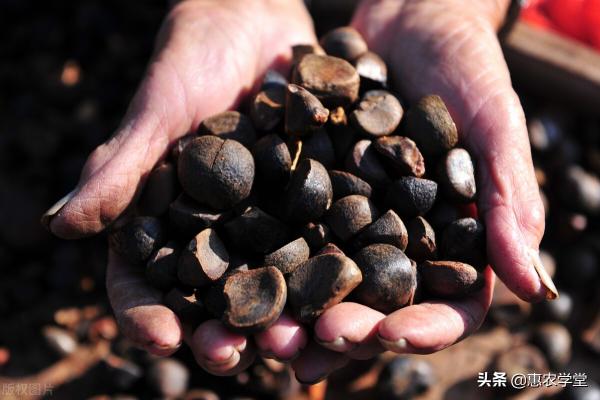 茶油的作用與功效價(jià)格（目前山茶油多少錢(qián)一斤）