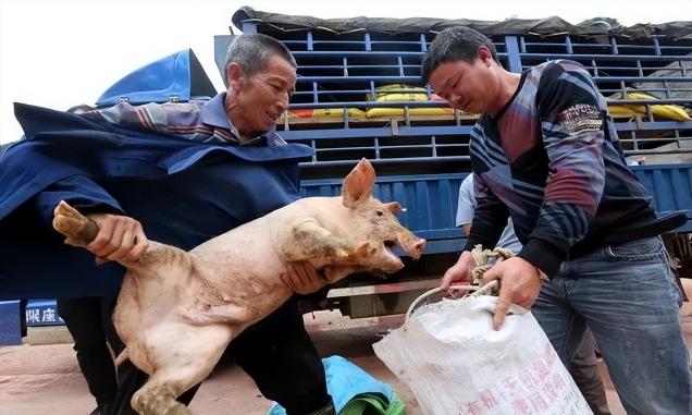 猪仔价格（抢猪）