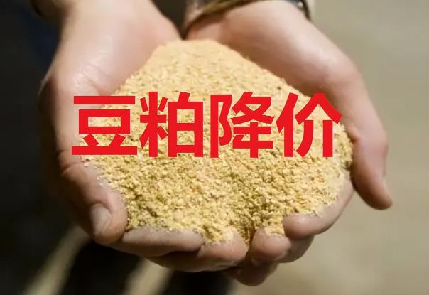 今日豆粕现货价格（饲料终于迎来第二波降价）