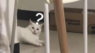 宠物物流托运价格表（猫咪飞机托运要花多少钱）