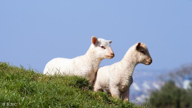小羊羔价格（7月12日各个地区活羊市场价格行情汇总信息）