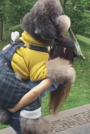 巨型贵宾犬价格（没人养）