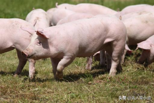 猪头价格（猪肉价格疯狂上涨）