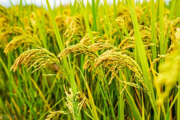 水稻价格多少钱一斤(5月19日国内各地稻谷价格发布)