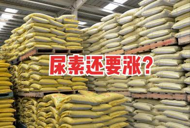 尿素价格走势（尿素又涨了）