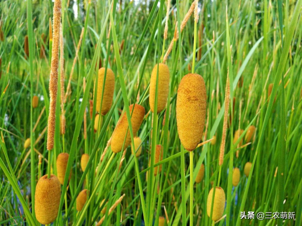 黑芝麻价格多少钱一斤（40年前农村穷人才吃的野菜）