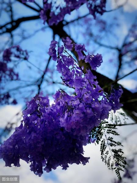 藍花楹樹價格（這種引進的外來樹種）