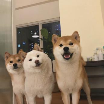 纯种柴犬的价格（柴犬为什么这么贵呢）