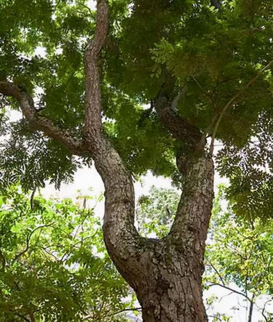 发财树的价格（一棵价值百万）