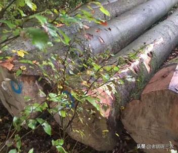 15公分榉树价格（榉木价格看涨）