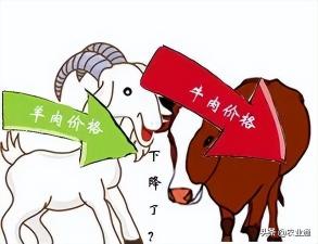 羊肉的價格（為什么現(xiàn)在羊價腰斬呢）