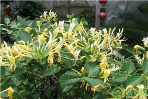 今日金银花最新价格（金银花价格多少钱一斤）