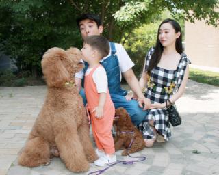 巨型贵宾犬价格(为什么)