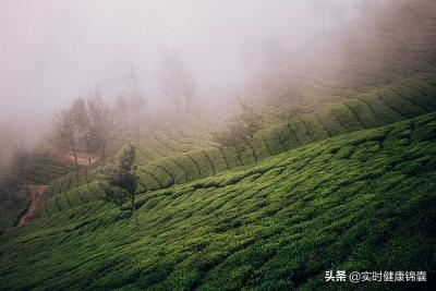 松针茶多少价格一斤（什么是松针茶）