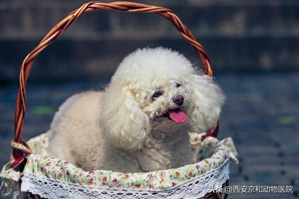 灰泰迪價格（泰迪犬都有哪些顏色）