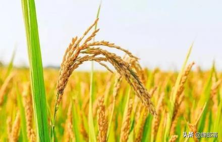 未來3年水稻價格預測（農資價格上漲）
