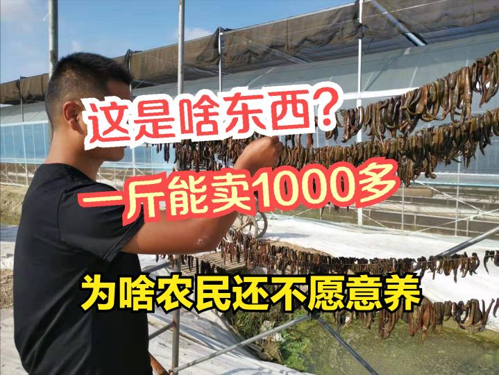 水蛭价格（晒干的蚂蟥1000元1斤）