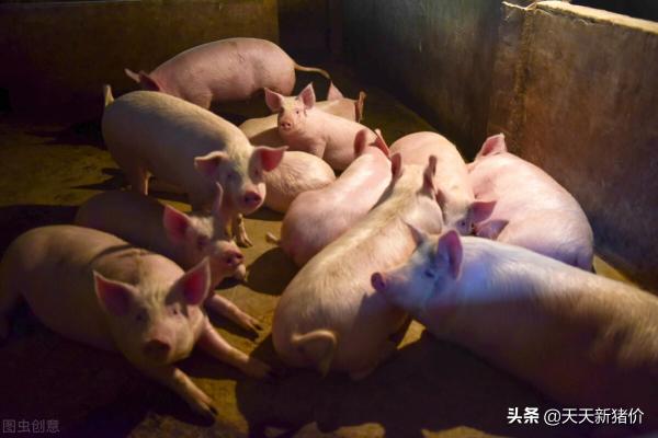 毛猪市场价格（猪价行情）