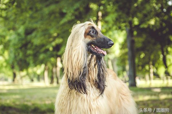 阿富汗猎犬价格（世界名犬）