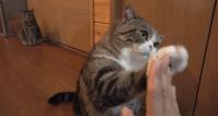 英短蓝白价格（2021年最热门的猫咪）