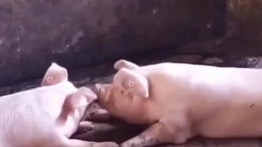 猪肉价格上涨的原因（生猪价格全线上涨）
