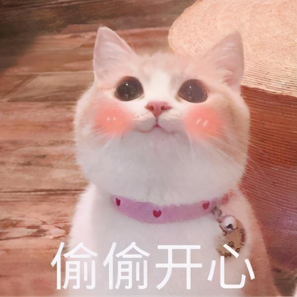 英國藍(lán)貓價(jià)格（不易生病又好養(yǎng)的5種貓）