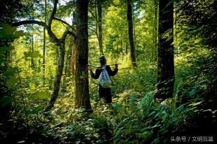 东北野山参价格表（东北大叔进长白山采挖40年罕见野山参）
