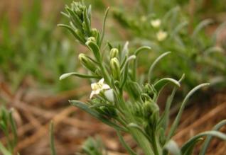 金线莲回收价格（野外一植物）