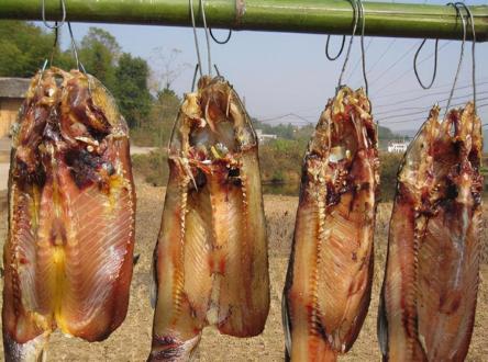 錦鯉價格多少錢一條（鯉魚的）