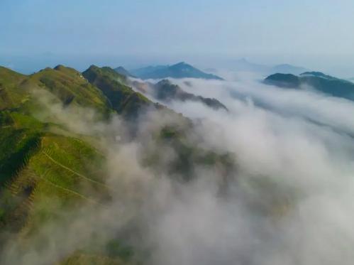 凤凰单丛茶价格（凤凰单丛为什么那么贵）