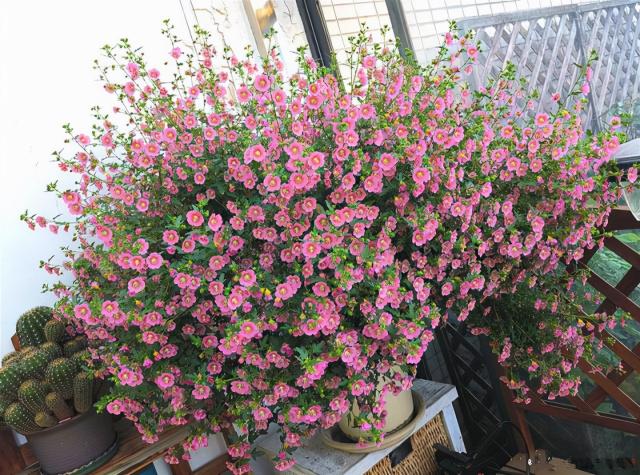花架子圖片及價格（5種便宜花）
