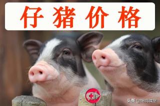 今日仔猪价格表（2020）