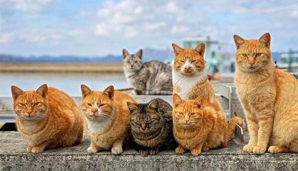 猫粮排行榜和价格（2021）