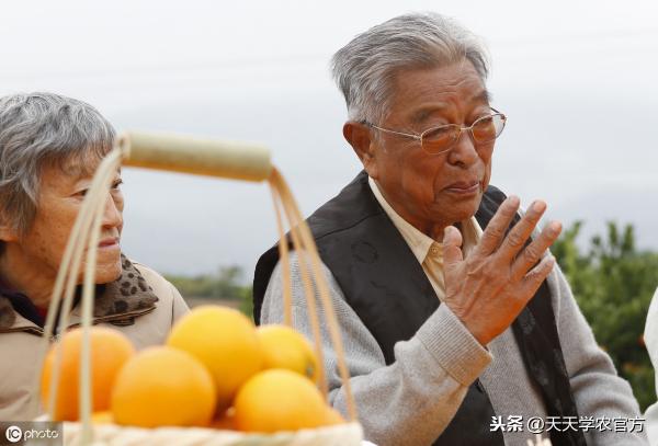 褚橙价格（同样是冰糖橙）