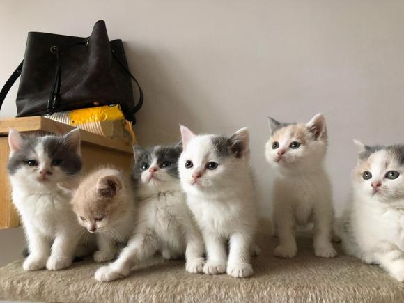 宠物猫价格排行介绍（猫咪颜值排行榜）
