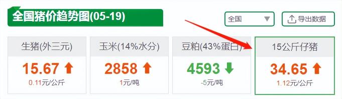 今日仔猪最新价格（仔猪价格）