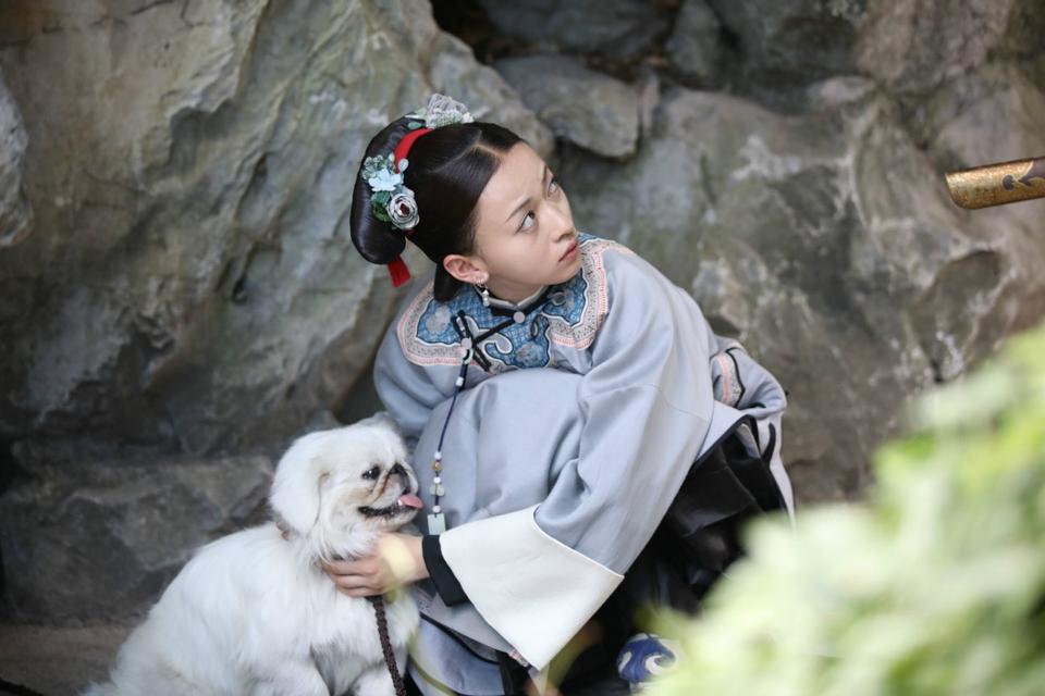 北京金毛犬价格（贵族才能养的北京犬）