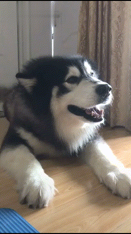 阿拉斯加犬價格表（為什么越來越少人養）
