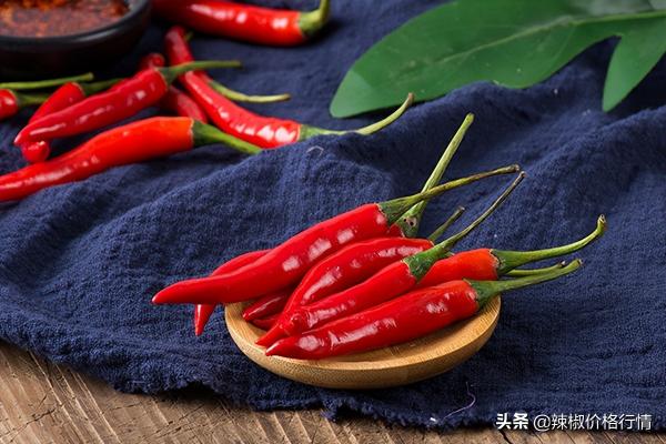 20公分红龙鱼价格表（印度椒继续涨价）