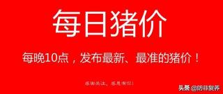 宜昌生猪价格今日猪价格（5月16日全国最新生猪价格）