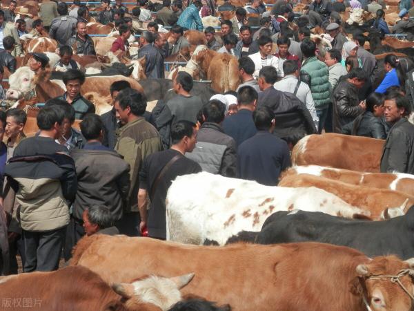 活肉牛价格多少钱一斤（牛价丨全国牛肉价格涨了吗）
