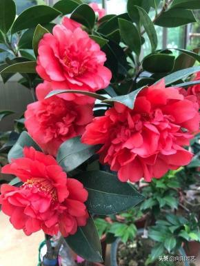 四季茶花價格（茶花養不活）