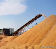 2019年新玉米收购价格（玉米再次迎来新一轮全线暴涨）