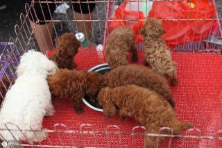 泰迪犬价格(泰迪狗多少钱一只)