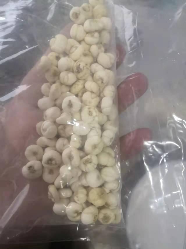 內(nèi)消瘰疬丸價格（川貝煮梨治咳嗽）