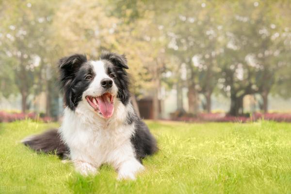 一般边牧的价格多少钱一只(边牧犬的优缺点)