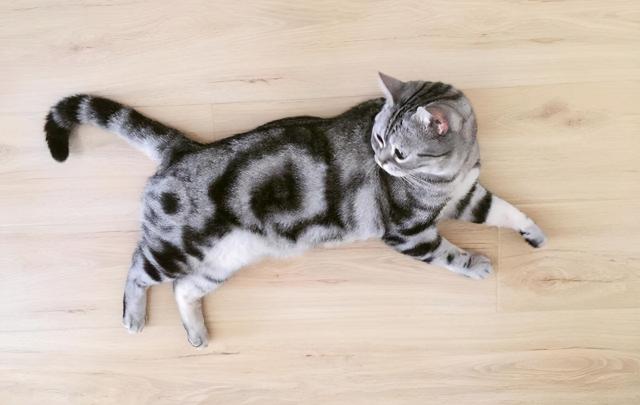 美短虎斑猫价格（1个月内捡到一只猫2次）