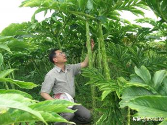 魔芋种子价格（一家低调的珠芽魔芋种植户）