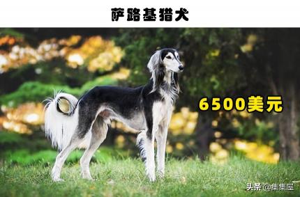 卡斯罗犬价格多少钱（哪一类狗狗最贵）
