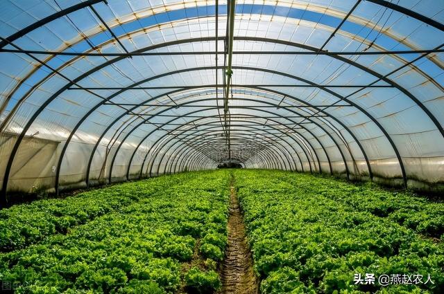 蔬菜种子大全及价格表（别再说种菜效益差）